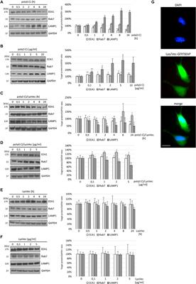 Participation of Endosomes in Toll-Like Receptor 3 Transportation Pathway in Murine Astrocytes